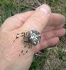 Araneus diadematus
